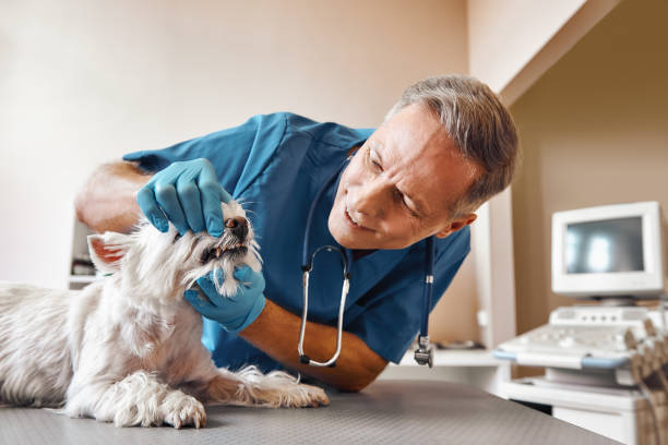 Best Pediatric Emergency Dentist in Yadkinville, NC